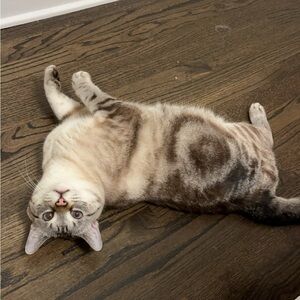 Meet your Posher, Anais